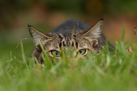 bird videos for cats|backyard birds videos for cats.